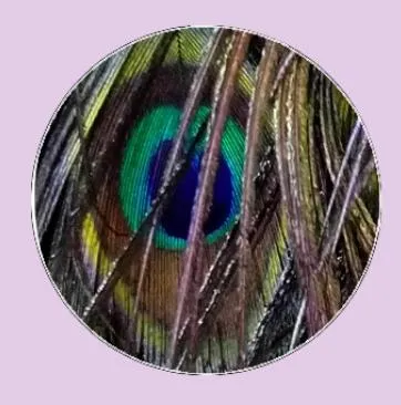 Feather Eyes Series Handmade Glass Cabochons Pattern Domed   necklaces earrings phase box key chain for Jewelry