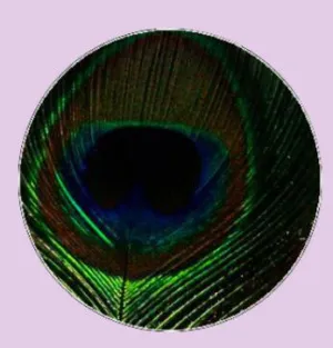 Feather Eyes Series Handmade Glass Cabochons Pattern Domed   necklaces earrings phase box key chain for Jewelry
