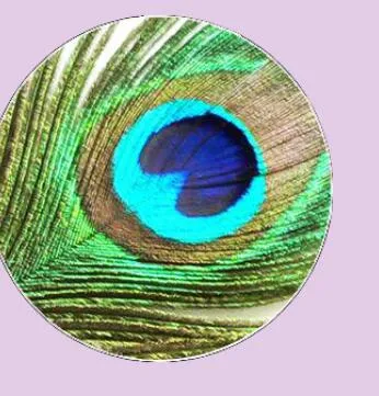 Feather Eyes Series Handmade Glass Cabochons Pattern Domed   necklaces earrings phase box key chain for Jewelry