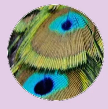 Feather Eyes Series Handmade Glass Cabochons Pattern Domed   necklaces earrings phase box key chain for Jewelry