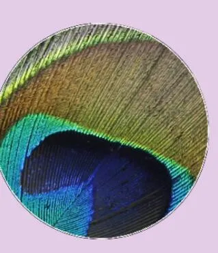 Feather Eyes Series Handmade Glass Cabochons Pattern Domed   necklaces earrings phase box key chain for Jewelry