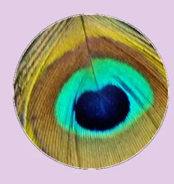 Feather Eyes Series Handmade Glass Cabochons Pattern Domed   necklaces earrings phase box key chain for Jewelry